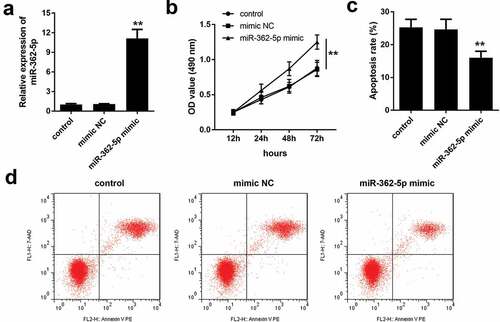 Figure 2. MiR-362-5p overexpression enhanced the proliferation and inhibited apoptosis. (a) Transfection efficiency was measured by qPCR post-transfection. (b) CCK-8 was used to evaluate cell proliferation and (c–d) flow cytometry was carried out to evaluate cell apoptosis in transfected cells. **P < 0.01