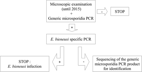 Fig. 1 Diagnostic procedure for intestinal microsporidiosis