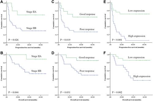 Figure 2 Kaplan–Meier analysis of PFS and OS time by expression of FEN1 in osteosarcoma patients. Significant differences in PFS (A, P = 0.026) and OS (B, P =0.044) time were observed between patients with Stage IIA and Stage IIB. Significant differences in PFS (C, P = 0.019) and OS (D, P = 0.031) time were observed between patients with good chemotherapy response and poor chemotherapy response. Significant differences in PFS (E, P < 0.001) and OS (F, P = 0.002) time were observed between patients with high FEN1 expression and low FEN1 expression.