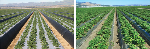 Figure 6. The two bed configurations used in California: four lines of plants on 64-inch beds (1.6 m) covered in zebra plastic (left) used in Oxnard and Santa Maria; 2 lines of plants on 52-inch beds (1.3 m) covered in gray plastic (right) used in Watsonville-Salinas.