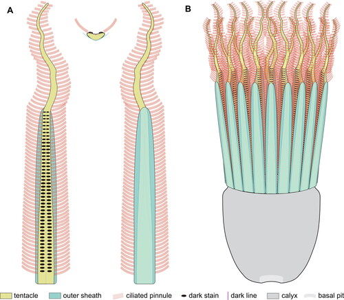 Figure 5. Body plan reconstruction. A, schematic drawing of the tentacle-sheath complex of Xianguangia. From left to right are shown the inside view, cross section and outside view. The tentacle consists of a proximal tentacle rod enveloped by a single outer sheath and a distal flexible portion. Ciliated pinnules emerge from tentacles laterally. B, lateral view of the whole-body shape with closed tentacle-sheath complexes.
