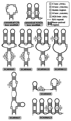 Figure 2 Schematic drawing of metazoan snoRNA structures. Recognizable conserved sequence boxes C, D, H and A (for ACA) are annotated. Boxes labeled G indicate the presence of guiding sequences as annotated in snoRNA-LBME-db. Conservation analysis of potential guide regions did not reveal any regions than those already annotated in snoRNA-LBme-db. Dotted lines indicate G/U-rich low-complexity regions.
