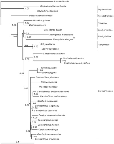 Figure 1. Phylogenetic position of Hemipristis elongata. Lamna ditropis (KF962053.1) was selected as the out group. The twenty-nine species from the order Carcharhiniformes were: Carcharhinus acronotus (NC_024055.1), C. amblyrhynchoides (NC_023948.1), C. amboinensis (NC_026696.1), C. brevipinna (KM244770.1), C. leucas (KF646785.1), C. longimanu (NC_025520.1), C. macloti (NC_024862.1), C. melanopterus (NC_024284.1), C. obscurus (NC_020611.1), C. plumbeus (NC_024596.1), C. sorrah (NC_023521.1), C. tjutjot (KP091436.1) Galeocerdo cuvier (NC_022193.1), Loxodon macrorhinus (KT347599), Prionace glauca (NC_022819.1), Scoliodon laticaudus (KP336547.1), S. macrorhynchos (NC_018052.1), Triaenodon obesus (KJ748376.1), Glyphis glyphis (NC_021768.2),G. garricki (KF646786.1), Mustelus griseus (NC_023527.1), M. manazo (NC_000890.1), Cephaloscyllium umbratile (KT003686), Hemigaleus microstoma (KT003687), Hemipristis elongata (KU508621), Scyliorhinus canicula (NC_001950.1), Pseudotriakis microdon (NC_022735.1), Sphyrna lewini (NC_022679.1), Sphyrna zygaena (NC_025778.1).