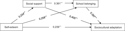 Figure 1 Chain mediation model diagram of social support and school belonging.