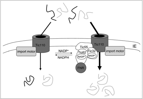 Figure 3 Influence of the stromal redox state on import regulation at the level of the Tic translocon. Redox-regulation is achieved by changes in the metabolic NADP+/NADPH ratio: for a subgroup of mostly redox-related preproteins (grey), high levels of NADP+ were found to increase import yield (right part, shown by thick arrow). Sensing of high NADP+ concentrations seems to be mediated by the “redox regulon” of the Tic complex, consisting of Tic32, Tic55 and Tic62 (associated with ferredoxin NADP+-oxidoreductase, FNR). According to the current view, this regulon is recruited to the Tic “core” complex, consisting of at least Tic110 as central translocation channel and associated chaperones (indicated as import motor) under conditions where the chloroplast has a high demand for redox-related proteins (high NADP+ levels). By contrast, a second subtype of Tic translocons is proposed that only contains Tic110 as channel with the associated motor complex (left part). This latter complex provides basic redox-independent import for all proteins, including the redox-related ones (grey) but also for “house-keeping” proteins (black). Thus, the Tic redox regulon may sense photosynthesisderived redox signals and modulate protein import according to the metabolic requirements of the organelle through its dynamic association with Tic110.