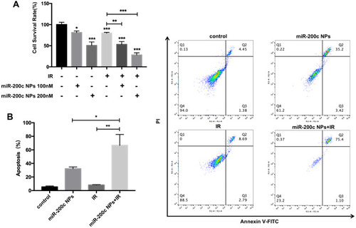 Figure 2 (A) The cell survival rate of miR-200c NPs combined with radiotherapy on AGS cells. (B) The apoptosis percentage of AGS cells treated with IR and/or miR-200c NPs (*P < 0.1, **P < 0.01, ***P < 0.001).