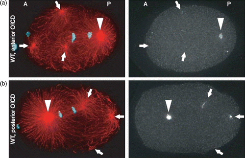 Figure 26. (a) Anterior and (b) posterior optically induced centrosome disintegration. MTs asters were visualized by indirect immune-fluorescence to tubulin (red) in the left panels and γ-tubulin in the right panels. DNA is stained blue. Arrows point to aster fragments, arrowheads to unirradiated centrosomes. Reprint from Grill et al. Citation315 with permission from AAAS.