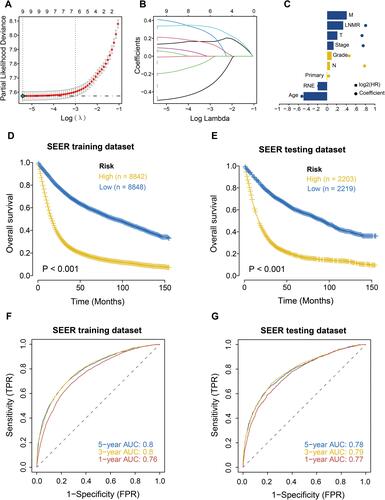 Figure 3 Construction of prognostic model of postoperative gastric cancer patients in the SEER database and survival analysis of high and low risk groups. (A) Misclassification error of different quantitative variables revealed by the LASSO regression model. The red dot represents the misclassification error value, gray line represents the standard error (SE), and left and right vertical dashed lines represent the optimal value under the minimum criterion and 1-SE criterion, respectively, and “lambda” is the tuning parameter. (B) Variation in coefficient values (Coefficients) corresponding to the variables with the lambda value of the tuning parameter. (C) Characteristic coefficient diagram of the LASSO regression model. The dots represent the model coefficients and bar graphs represent log2 (HR). (D) Survival analysis of the high and low risk groups in the training set. Yellow represents the high-risk group, and blue represents the low-risk group. (E) Survival analysis of the high and low risk groups in the internal validation set. Yellow represents the high-risk group, and blue represents the low-risk group. (F) ROC analysis of risk score in training set (1, 3, 5 years). (G) ROC analysis of risk score in internal validation set (1, 3, 5 years).