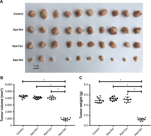 Figure 5 Long-acting antitumor effect of Apa-Gel formulations on the subcutaneous growth of MHCC97-H cells.