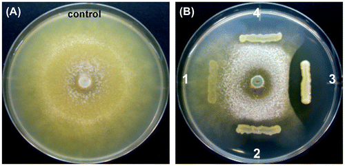 Figure 7. The antagonistic ability of the isolates against the hyphal growth of T. reesei using the dual-culture assay.
