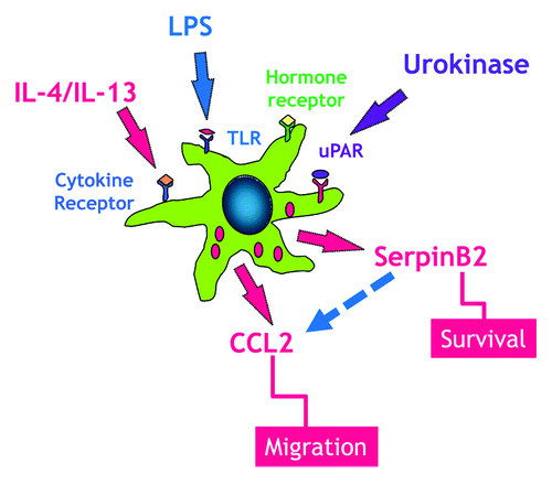 Figure 2. Macrophages express a number of receptors including TLR, cytokine, and hormones that have been linked to the upregulation of serpinB2 expression, which is linked to macrophage survival. During enteric nematode infection resident macrophages respond to IL-4/IL-13 to develop into the alternatively activated phenotype (M2). These resident macrophages elaborate CCL2, a key chemokine in monocyte recruitment to the small intestine. SerpinB2 expression is necessary for the effective generation of macrophage CCL2.