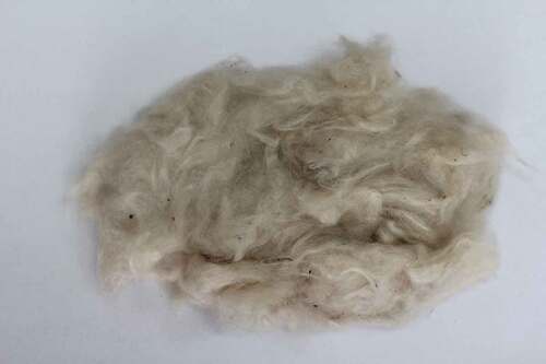 Figure 1. The appearance of kapok fibers. Source: own work of Institute of Natural Fibres and Medicinal Plants – National Research Institute. Photo: A. Kicińska-Jakubowska.