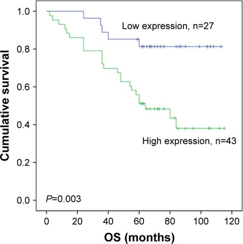 Figure 3 Kaplan–Meier curves showing the relationship of ACTL8 expression and OS of CRC patients.Notes: The curves show that overexpression of ACTL8 was significantly associated with shorter OS of CRC patients (P=0.003). The log-rank test was performed to test the statistical significance.Abbreviations: CRC, colorectal cancer; OS, overall survival.