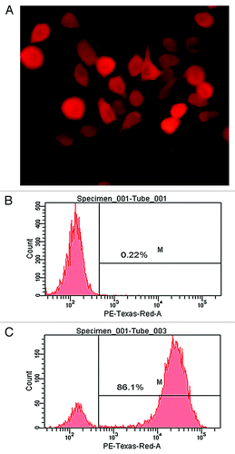 Figure 5. Live cell imaging of MHCC97-H transduced by pLenti6.3-Firefly luciferase-IRES-RFP (mkate2). RFP expression was detected in transduced MHCC97-H cells on fluorescence microscopy (A, ×400). The transduction efficiency of MHCC97-H cells was monitored by FACS and 86.1% of cells were RFP positive (B, untransduced cells as control; C, transduced MHCC97-H cells).
