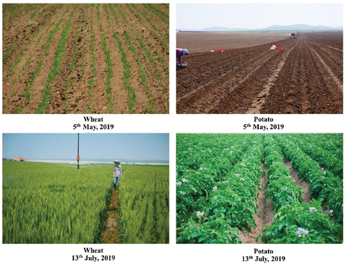 Figure 3. Crop stages during field inspection and measurement in 2019 in the study area.