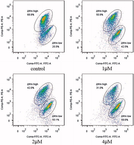 Figure 4. MMP assay. SGC-7901 cells were treated with compound 5i of 1 μM, 2 μM and 4 μM for 48 h, respectively; Analyses were performed at least three times, and a representative experiment was presented.