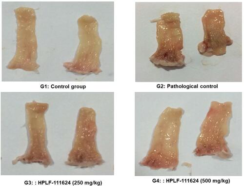Figure 9 Representative gross morphology rectum pictures showed the effect of HPLF-111624 on the anal fissure.