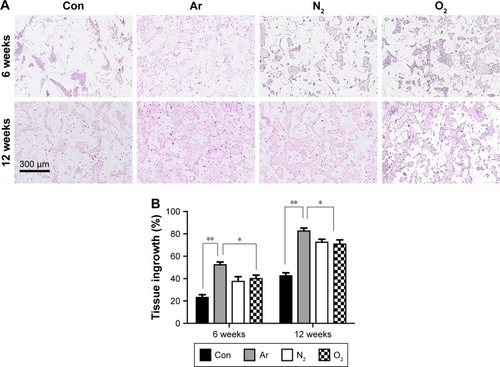 Figure 6 Tissue integration of the plasma-modified scaffolds in a subcutaneous implantation mouse model for 6 and 12 weeks.Notes: (A) Tissue ingrowth was found to be increased after 6 and 12 weeks on Ar-modified scaffolds compared with N2- and O2-modified scaffolds and unmodified (Con) scaffolds using H&E staining. Tissue integration for O2- and N2-modified scaffolds demonstrated similar levels. Scale bar: 300 µm. (B) Quantification revealed Ar with the highest tissue ingrowth compared with other scaffolds. All scaffolds were treated with 5 minutes of respective plasma surface modification. *P<0.05, **P<0.01.Abbreviations: Ar, argon; Con, untreated; N2, nitrogen; O2, oxygen.