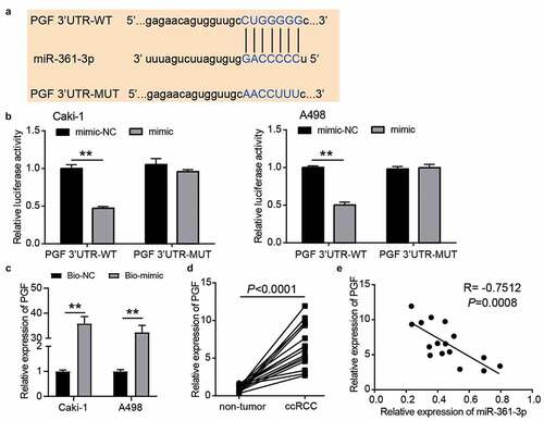 Figure 6. PGF was the target of miR-361-3p in ccRCC cells. (a) The binding sites were predicted by TargetScan. (b) Luciferase assay proved the targeting relationship between PGF and miR-361-3p. WT, wild-type. MUT, mutant. NC, negative control. mimic, miR-361-3p mimic. **, P < 0.01. (c) RNA pull-down assay confirmed the direct interaction between miR-361-3p and PGF. **, P < 0.01. Bio-NC, biotin-labeled negative control. Bio-mimic, biotin-labeled miR-361-3p mimic. (d) The PGF expression reduced in ccRCC tissues. (e) PGF expression was negative related to miR-361-3p expression in ccRCC tissues