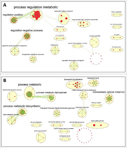 Figure 6. Enrichment map of GO terms. The enriched GO terms (red circles – their size is proportionate to the number of genes associated with this GO term) are grouped together in clusters based on their similarity. The cluster name (the font size represents the number of GO terms enriched in the cluster) is a function of the word frequency in the description of the corresponding GO terms. (A) Enrichment map for genes ordered by ascending MTTR order, which is related to genes with low transcription elongation rate. (B) Enrichment map for genes ordered by descending MTTR order, which is related to genes with high transcription elongation rate.