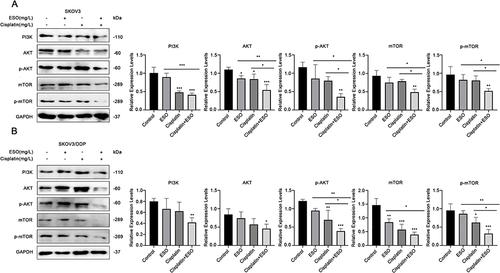 Figure 10 Effects of ESO combined with cisplatin on the AKT/m-TOR signaling pathway in ovarian cancer cells. (A and B) Protein expression levels of PI3K, AKT, and m-TOR in SKOV3 and SKOV3/DDP cells after treatment with ESO combined with cisplatin for 24 h. Data represent mean ± SD. *p<0.05, **p<0.01, ***p<0.001.