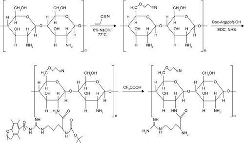 Figure 2 Process and structure of AN- and Arg-modified CS (AN–CS–Arg) synthesis.Abbreviations: AN, acrylonitrile; Arg, arginine; CS, chitosan; EDC, ethyl-3-(3-dimethylaminopropyl) carbodiimide hydrochloride; NHS, N-hydroxysuccinimide.