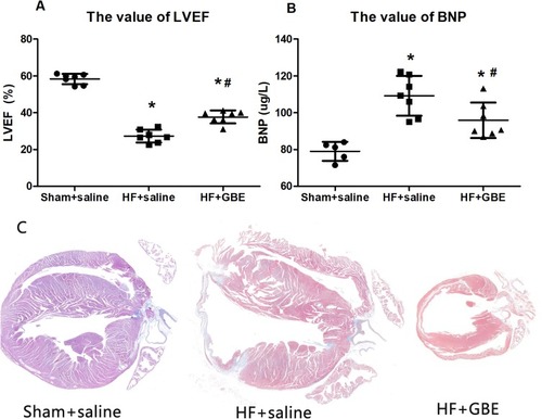 Figure 4 The cardiac function. (A) The value of LVEF by echocardiography. (B) The level of BNP by ELISA. (C) The myocardial section in Masson’s staining, and the magnification was 5 times the original size. *P<0.05 comparing with sham+saline group. #P<0.05 comparing with HF+GBE group.
