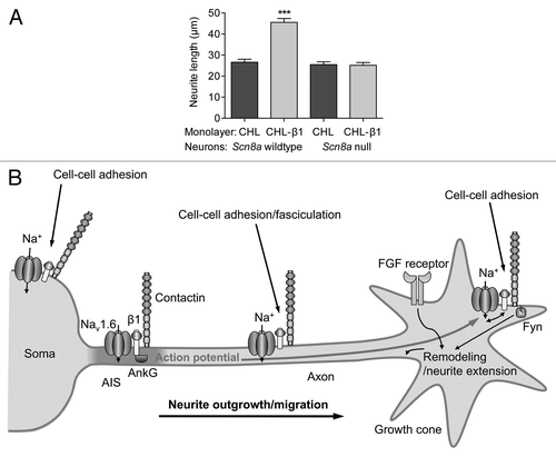 Figure 4. Neurite outgrowth and excitability regulated by β1 and Nav1.6. (A) β1-mediated neurite outgrowth is inhibited by the Scn8a null-mutation. Neurite lengths of wild-type and Scn8a-null cerebellar granule neurons grown on monolayers of control and b1-expressing fibroblasts. Data are mean and SEM ***p < 0.001. (B) Proposed model for Na+ current reciprocal involvement in β1-mediated neurite outgrowth. Complexes containing Nav1.6, β1 and contactin are present throughout the neuronal membrane in the soma, neurite and growth cone. Na+ influx is required for β1-mediated neurite extension and migration. VGSC complexes along the neurite participate in cell-cell adhesion and fasciculation. β1 is also required for Nav1.6 expression at the axon initial segment, and subsequent high-frequency action potential firing. Electrical activity may further promote β1-mediated neurite outgrowth at or near the growth cone. Figure reproduced with permission.Citation56