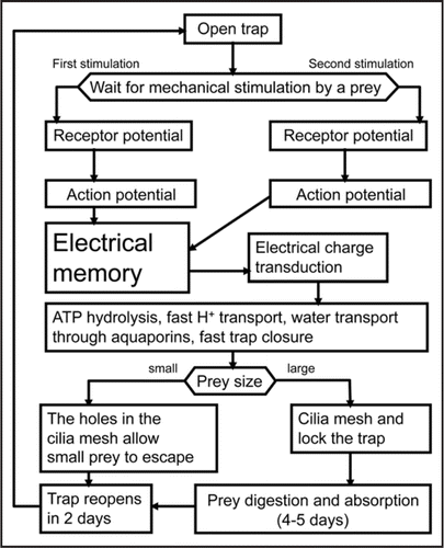 Figure 1 Mechanism of the Dionaea trap closure.