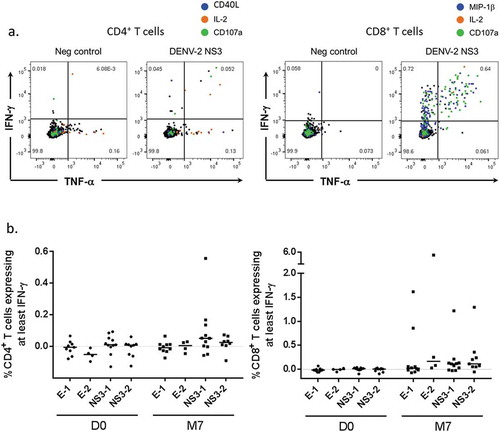 Figure 3. DENV-specific T-cell responses in US adults (ICS with peptide pool stimulation). (a) Representative flow plots of IFN-γ vs TNF-α production by CD4+ T cells or CD8+ T cells (left-hand and right-hand panels, respectively) after stimulation of peripheral blood mononuclear cells with negative control or the DENV-2 nonstructural (NS) 3 peptide pool are shown. Cells co-expressing other functions (CD107a, IL-2, CD40L or MIP-1β) are highlighted in color. Data are from one representative subject at 1 month after the second dose (M7). (b) Magnitudes of responses of CD4+ T cells and CD8+ T cells (left-hand and right-hand panels, respectively) producing at least IFN-γ after stimulation with DENV-1 envelope (E), DENV-2 E, DENV-1 NS3, or DENV-2 NS3 peptide pools are presented for 13 vaccinated subjects. PBMC were obtained pre-vaccination (D0) and 1 month after the second dose (M7). Data are background (negative control value)-subtracted. For the subjects with a D0 value available, a response was considered positive if it was ≥0.05%, and the background-subtracted value at M7 was at least 3 times higher than the subject-matched value at day 0.