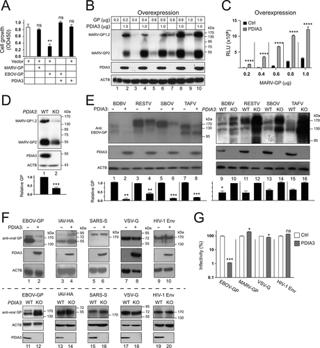 Figure 7. Specificity of the PDIA3 inhibitory activity on viral glycoprotein expression. (a) HEK293T cells were transfected with a control (Ctrl) vector, or vectors expressing MARV-GP, EBOV-GP, and/or PDIA3. After 48 h, cells were incubated with WST-8 and viable cells were counted by a microplate reader with a 450 nm filter. Results are presented as optical density (OD450). (b) HEK293T cells were transfected with increasing amounts of MARV-GP with a HiBiT-tag and 1.0 μg PDIA3 expression vectors. The GP expression was determined by Nano-Glo® HiBiT Blotting System. (c) MARV-GP expression in B was further quantified by Nano-Glo® HiBiT Lytic Reagent and are presented relative luminescence units (RLU). (d) MARV-GP was expressed in HEK293T WT and PDIA3-KO cells, and its expression was determined by the HiBiT Blotting system. (e) GPs from indicated ebolaviruses were expressed with PDIA3 in HEK293T cells. Alternatively, they were expressed in HEK293T WT and PDIA3-KO cells. GP expression was determined by WB using anti-EBOV-GP. (f) Indicated viral glycoproteins were expressed with PDIA3 in HEK293T cells. Alternatively, they were expressed in HEK293T WT and PDIA3-KO cells. Their expression was analyzed by WB using their specific antibodies. (g) HIV-1 firefly luciferase reporter viruses with authentic HIV-1 Env or pseudotyped with EBOV-GP, MARV-GP, or VSV-G were produced from HEK293T cells in the presence of ectopic PDIA3. The entry of viruses with HIV-1 Env was determined in TZM-bI cells, and that of pseudoviruses was determined in HEK293T cells. Viral entry is shown as relative values, with the value in the absence of PDIA3 normalized to 100%. The levels of GP in D and E were further quantified. Error bars in A, C, D, and G represent SEMs calculated from three independent experiments. *p < 0.05, **p < 0.01, ***p < 0.001, ****p < 0.0001, ns (p > 0.05).