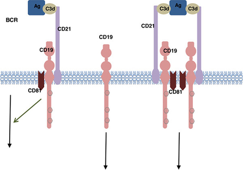 Figure 1 CD19 associated signaling complex.