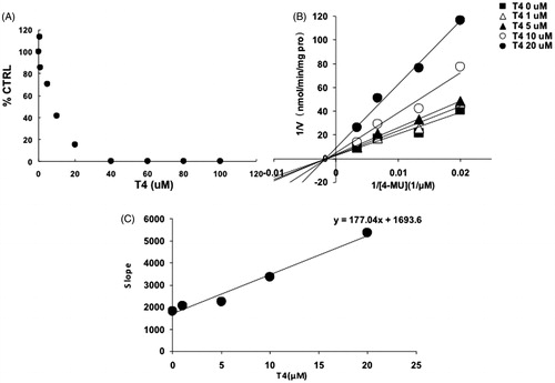 Figure 5. Inhibition kinetics of T4 on the activity of UGT1A8. (A) Concentration-dependent inhibition of T4 on the activity of UGT1A8. Each data point represents the mean value of duplicate experiments. (B) Lineweaver–Burk plot to determine the inhibition kinetic type of T4 on UGT1A8. Each data point represents the mean value of duplicate experiments. (C) The second plot to determine the inhibition kinetic parameter (Ki). The vertical axis represents the slopes of the lines in the Lineweaver–Burk plot, and the horizontal axis represents the concentration of T4.