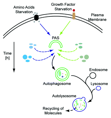 Figure 1. Autophagosomal protein dynamics. Depending on the inducing stimulus, e.g., amino acid deprivation (left side) or growth factor starvation (right side), the autophagosomal protein composition may vary. Degradation of cellular material which is not needed during the respective condition, exemplified by blue and green ellipses for amino acid and growth factor starvation, respectively, will be preferred. In addition, the time frame of stimulation is also reflected by the autophagosomal proteome. PAS, phagophore assembly site.