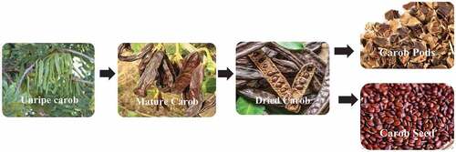Figure 1. Schematic depiction of carob beans life cycle.