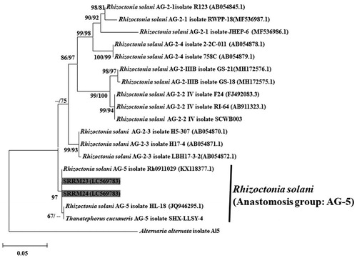 Figure 3. A maximum likelihood tree illustrating estimates of phylogenetic relationship of the Korean and the reference isolates of Rhizoctonia solani. Alternaria alternata isolate Al5 was used as an outgroup. Bootstrap support values ≥50% are presented at the nodes (ML/NJ). The scale bar indicates the number of nucleotide substitutions.