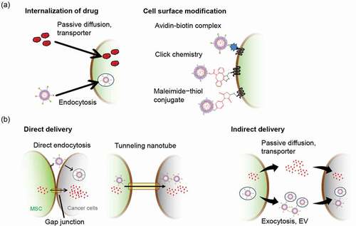 Figure 3. Drug-loading methods of MSCs and the drug delivery route from drug-loaded MSCs to cancer cells. (a) Drug-loading methods for the application of MSCs as a drug delivery vehicle. Free anti-cancer drugs and drug-encapsulated NPs can be loaded on MSCs through passive diffusion, specific transporters, and endocytosis. Drug-encapsulated NPs can be modified to the surface of MCSs using cell surface modification methods. (b) The intercellular drug delivery mechanism. NPs modified on the surface of MSCs are taken up by neighboring cancer cells through endocytosis. Drugs loaded within MSCs are directly delivered to neighboring cancer cells through gap-junction and tunneling nanotubes (direct delivery). MSCs release loaded drugs to the outside of cells through passive diffusion, specific transporters, exocytosis, and EVs, and released drugs are then taken up by cancer cells (indirect delivery). EVs, extracellular vesicles; MSCs, mesenchymal stem/stromal cells; NPs, nanoparticles