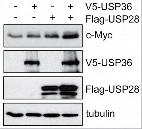 Figure 3. USP36 and USP28 collaboratively enhance Myc levels. 293 cells transfected with V5-USP36, Flag-USP28, or both plasmids were assayed by immunoblot using anti-Myc, anti-V5 and anti-Flag antibodies as indicated.