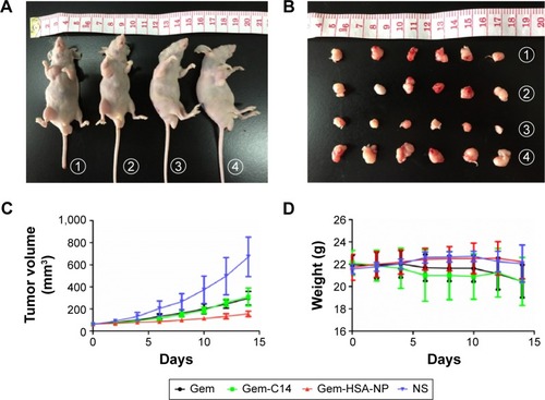 Figure 5 Representative photos of tumors on mice (A). Photographs of tumors harvested from each treatment group after various treatments (B). The tumor volume profiles of mice treated with Gem, Gem-C14, Gem-HSA-NP, and NS (C). The body weight profiles of mice treated with Gem, Gem-C14, Gem-HSA-NP, and NS (D).Notes: 1–4 represent Gem, Gem-C14, Gem-HSA-NP, and NS group, respectively.Abbreviations: Gem, gemcitabine; Gem-C14, 4-N-myristoyl-gemcitabine; Gem-HSA-NP, gemcitabine-loaded human serum albumin nanoparticle; NS, normal saline.