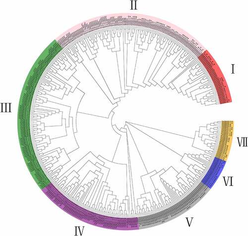 Figure 1. Phylogenetic relationship of CaM/CML proteins. The phylogenetic tree of CaM/CML proteins from wheat, Arabidopsis, and rice is shown in this figure. The phylogenetic tree was generated using the maximum likelihood (ML) method in MEGA X. A bootstrap test method was adopted with 1000 replicates.