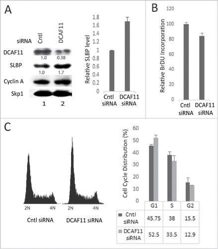 Figure 6. Knockdown of DCAF11 induces SLBP expression. (A) HeLa cells were transfected with control (non-targeting) or DCAF11 specific siRNA, and collected 48 hrs after transfection. Cells were lysed and whole cell extracts were immunoblotted for DCAF11, SLBP, Cyclin A and Skp1. SLBP levels were quantified and the level in the control cells was set to 1. Results from 3 independent experiments were graphed as mean ± SD in the panel on the right. (B) BrdU incorporation levels were quantified as explained in the materials and methods using colorimetric detection kit. Mean values (n = 3) ± SD were graphed as a percentage of the control siRNA transfected cells (C) Cell cycle profiles of the cells were determined by PI staining followed by Flow Cytometry analysis. In the right panel, results from 3 independent experiments were graphed as mean ± SD.