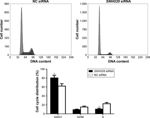 Figure 6 Flow cytometry of the cell cycle distribution of glioma U87 cells transfected with SNHG20 siRNA or NC siRNA.Note: *P<0.05 vs the NC siRNA group.