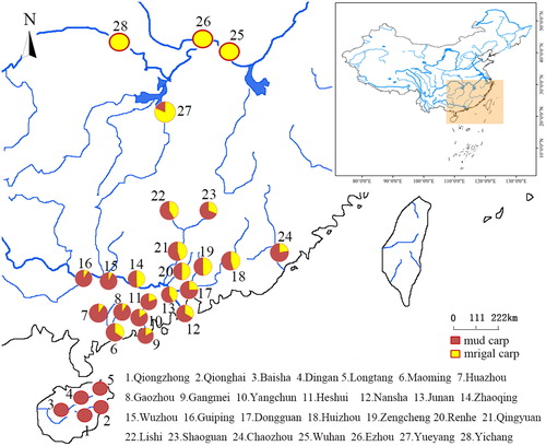 Figure 2. Numerical ratios of the two target carps at 28 sites in South China.