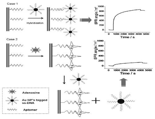 Figure 1. Schematic description of the protocol used to detect adenosine by using an aptamer-based gold nanoparticle enhanced SPR protocol. Reproduced with permission by the American Chemical Society.Citation41