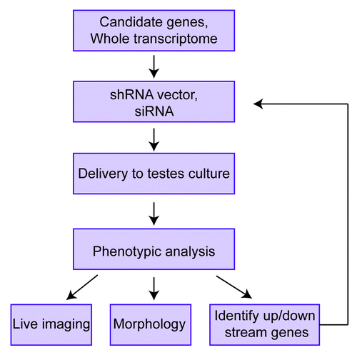 Figure 1. Studying genes involved in spermatogenesis using the in vitro spermatogenesis technique developed by Ogawa and colleagues.