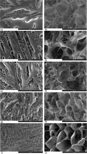 Figure 2. SEM images of annealing freeze-dried trehalose/mannitol series (100/0—a and b; 75/25—c and d; 50/50—e and f; 25/75—g and h; 0/100—i and j) depicting cake topography (a, c, e, g, i)) as well as inner structure (b, d, f, h, j)—SEM pictures taken from the middle part of the cake pieces. The scale bars correspond to 100 µm.