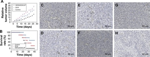 Figure 8 The relative tumor volumes were normalized according to their initial sizes (mean ± SD, n=6). The growth of MFC mice gastric cancer xenografted tumors (A) and the survival rate of mice (B) after various treatments. Immunohistochemical staining for CD31 expression of tumor sections in mice after 7 (C, E, G) and 14 days (D, F, H) treatment with saline (C, D), free DOX (E, F), and HNTs/DOX/LIP (G, H). Magnification 200×.Abbreviations: DOX, doxorubicin; HNTs, halloysite nanotubes; LIP, soybean phospholipid.