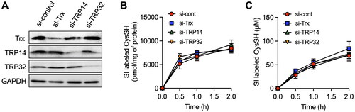 Figure 5. Effect of knockdown of thioredoxin (Trx), Trx-related protein 14 (TRP14) and TRP32 on the production of cysteine (CysSH) from cystine in HepG2 cells. (A) Knockdown of Trx, TRP14 and TRP32. Cells were transfected with control, Trx, TRP14 and TRP32 siRNAs for 48 h, and then total cell lysates were subjected to western blot analysis with the indicated antibodies. (B) Intracellular CysSH content after exposure to stable isotope-labeled cystine. Control siRNA-, Trx siRNA-, TRP14 siRNA- and TRP32 siRNA-transfected cells (48 h) were exposed to stable isotope-labeled cystine (100 µM) in Hank’s balanced salt solution for 0.5, 1 or 2 h, and then cells were collected with methanol containing 1 mM β-(4-hydroxyphenyl)ethyl iodoacetamide (HPE-IAM), followed by liquid chromatography-ESI-tandem mass spectrometry analysis as described in the Methods section. (C) Extracellular CysSH content after exposure to stable isotope-labeled cystine. Control siRNA-, Trx siRNA-, TRP14 siRNA- and TRP32 siRNA-transfected cells (48 h) were exposed to stable isotope-labeled cystine (100 µM) in Hank’s balanced salt solution for 0.5, 1 or 2 h, and the conditioned medium was collected and reacted with 5 mM HPE-IAM for 30 min at 37 °C, followed by liquid chromatography-ESI-tandem mass spectrometry analysis described in the Methods section.