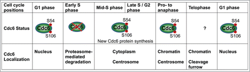 Figure 1. The regulation of Cdc6 in the context of cell cycle progression.