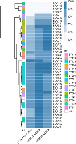 Figure 3. Detection of pECC116-MCR-9, pECC47-MCR-9, and pECC65-MCR-9 in 44 mcr-9-carrying MCR-ECC. The percentage length of virulence plasmid sequences are obtained by mapping short reads of the 44 isolates to the three mcr-9 plasmids (pECC116-MCR-9, pECC47-MCR-9, and pECC65-MCR-9) used as references. The existence of plasmid is defined by that isolates having short reads mapped to ≥90% of the reference plasmid length. The isolates are clustered according to coverages using the Pearson method. STs of isolates are indicated, and NA represents the novel ST.